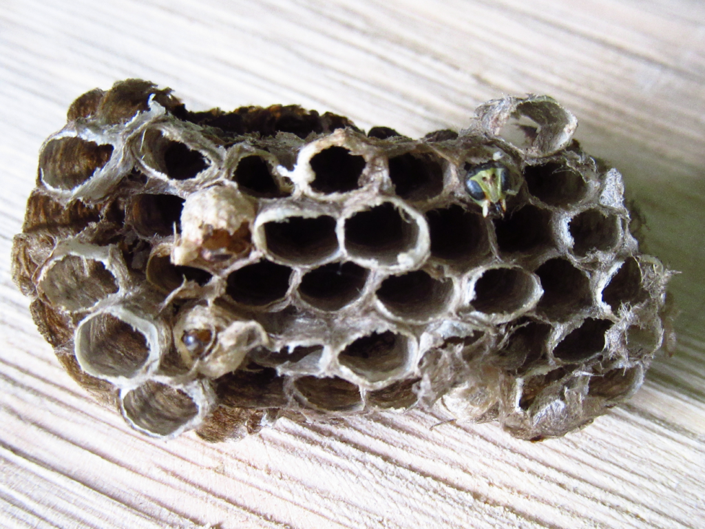 Wilde Linde, DWilde Linde, Naturpark Dübener Heide, Wespen, JuNA Tag, Insekten, Bienen, Hummeln, Wildnispädagogik, Naturpädagogik, Umweltbildung